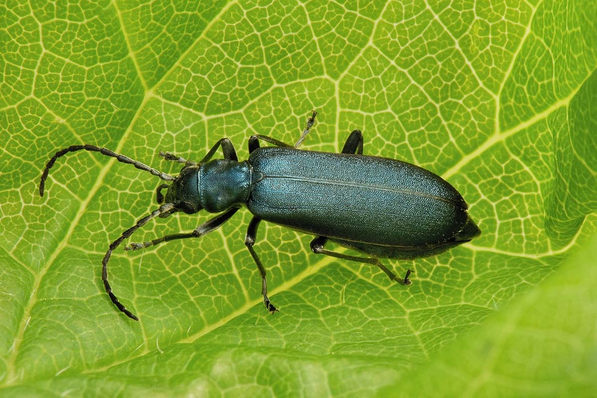 Oedemeridae: Ischnomera cyanea o caerulea, femmina